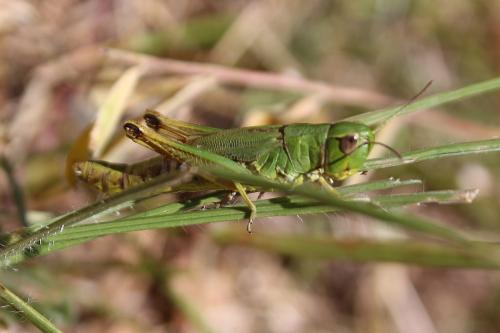 Réf. 239 726 : Pseudochorthippus parallelus